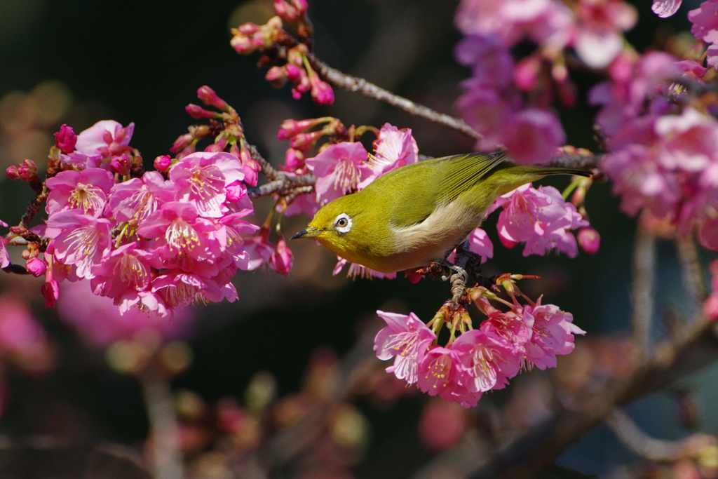 桜咲いた！