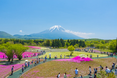 富士芝桜まつり2