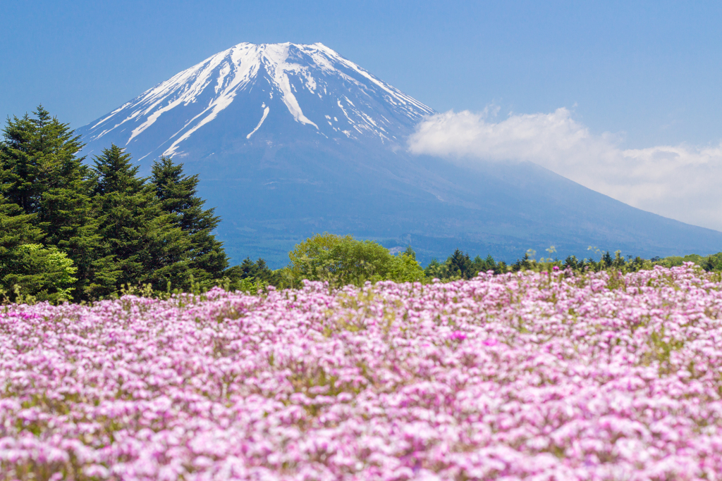 富士芝桜まつり