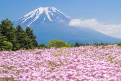 富士芝桜まつり