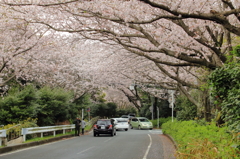 桜のカーテン