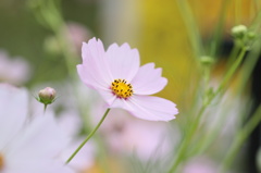 秋桜