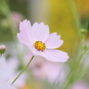 秋桜