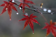 もみじと露と糸