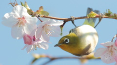 桜とメジロ