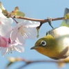 桜とメジロ