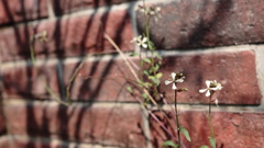 庭の花
