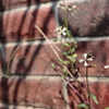 庭の花