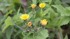 2015年草木と花