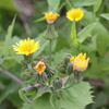 2015年草木と花