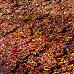 紅葉絨毯