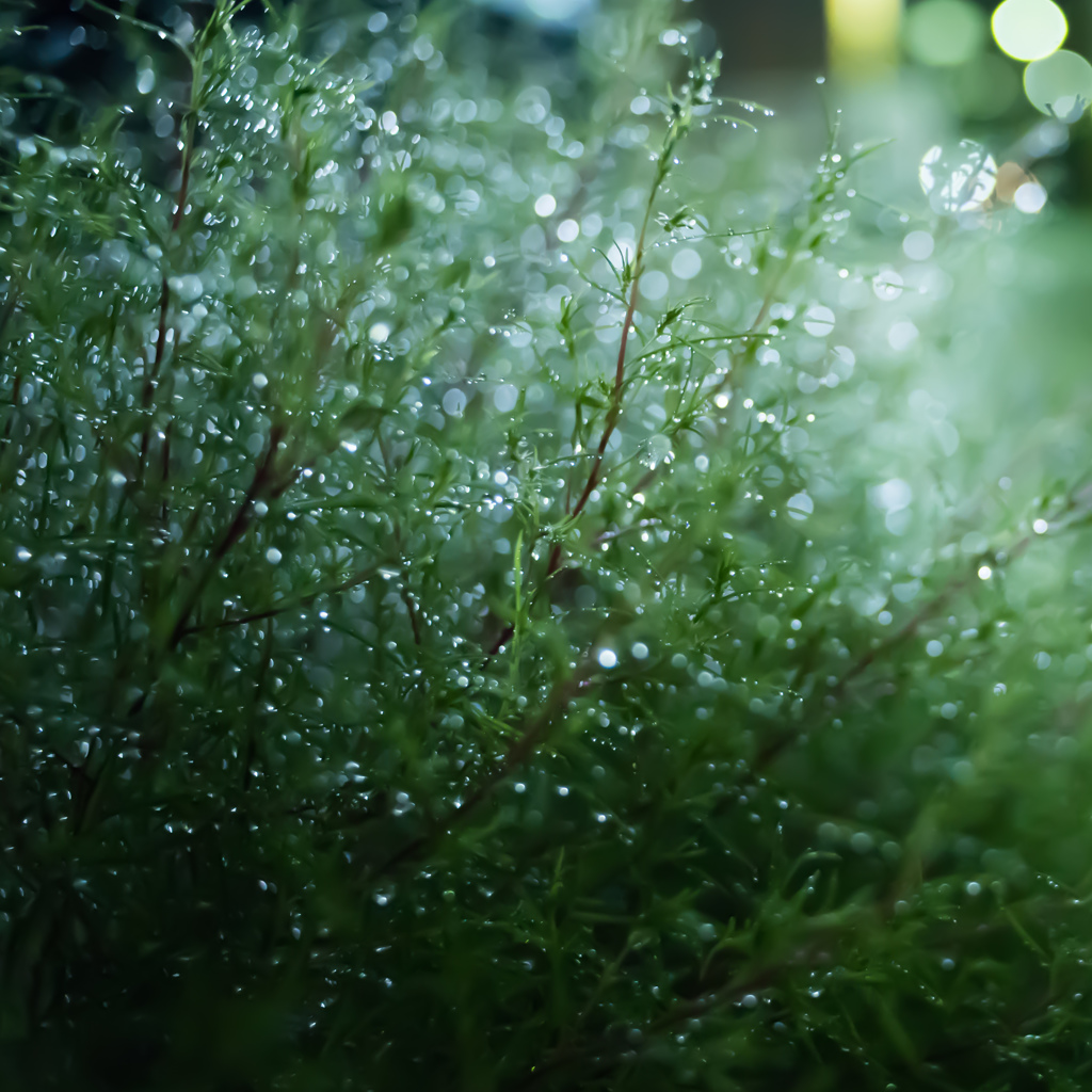 帰り道_雨