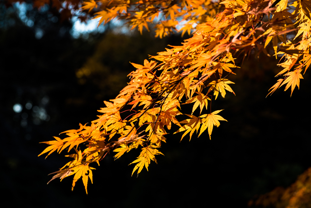 小石川後楽園_紅葉_03