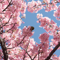 桜とメジロと青空と