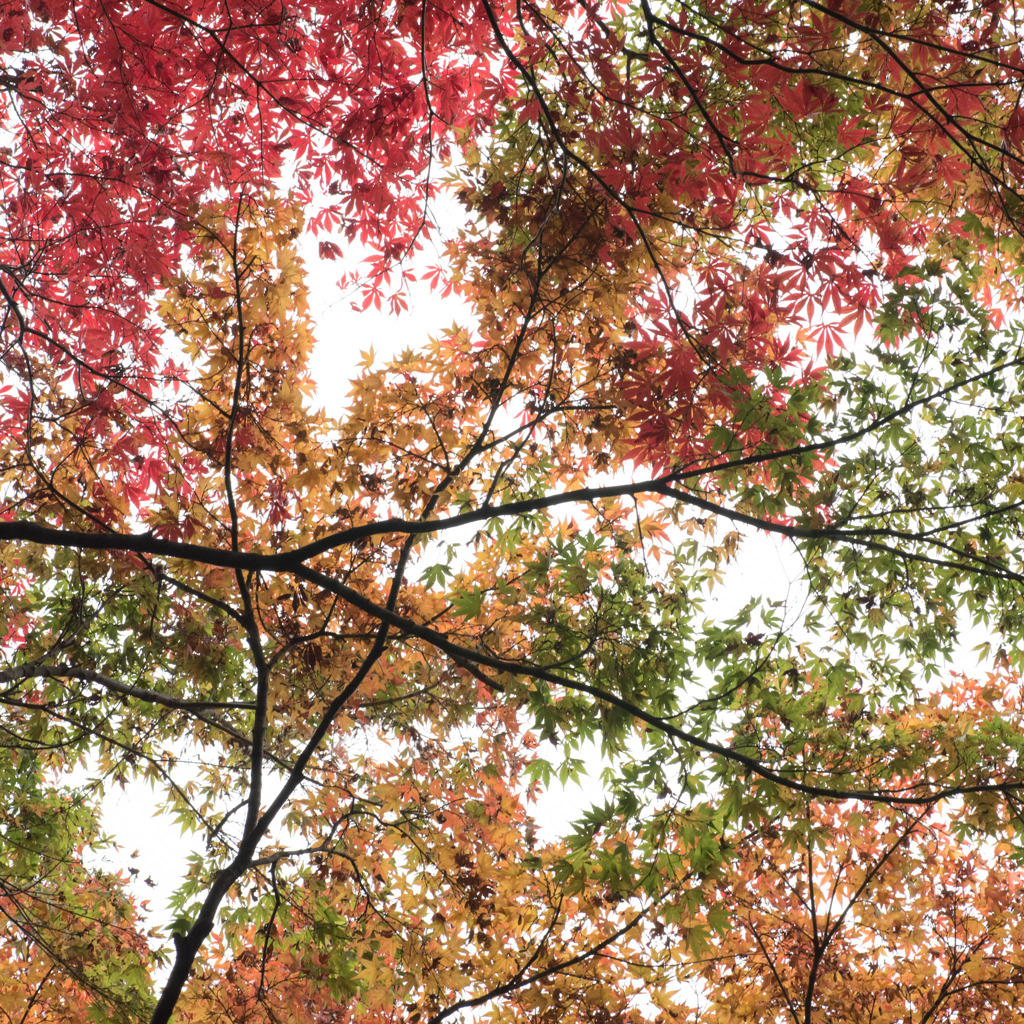 3色紅葉