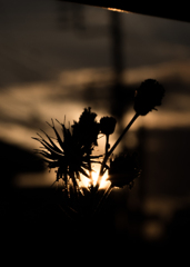 明日が今年最後の夕日