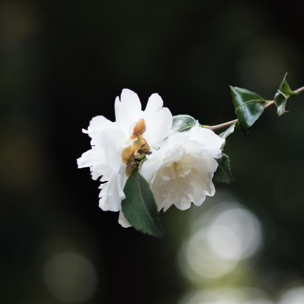 北の丸公園にて