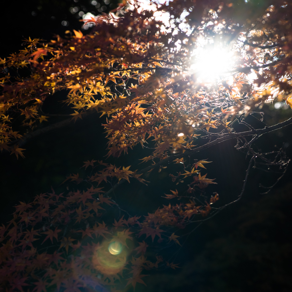 小石川後楽園_紅葉_01