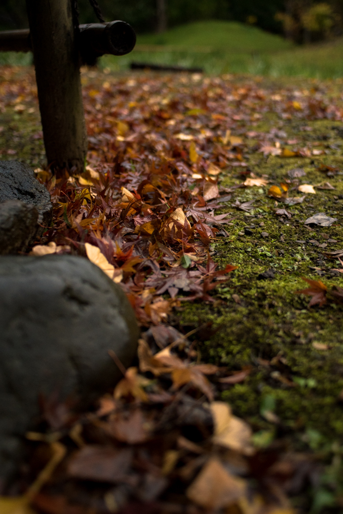 雨の紅葉