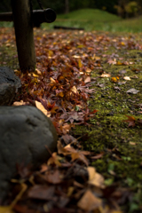 雨の紅葉