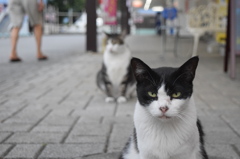 2匹の猫