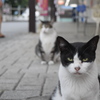 2匹の猫
