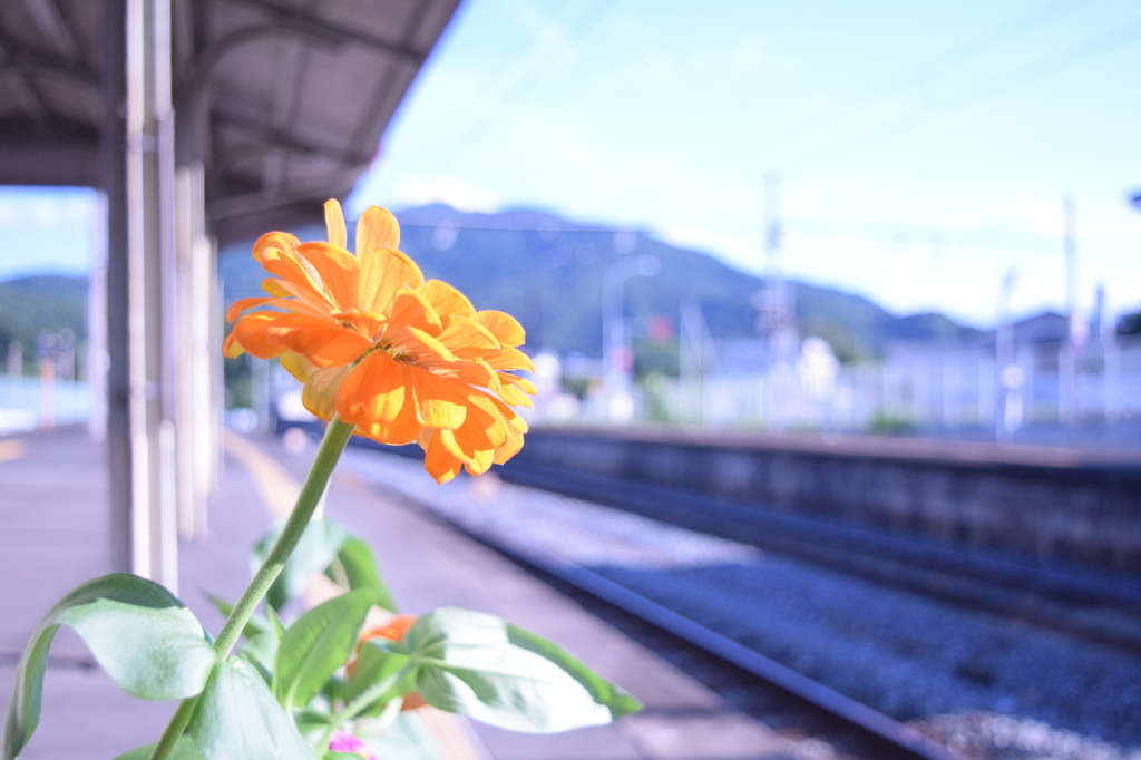 駅と花