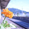 駅と花