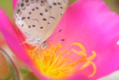 花見月と蝶