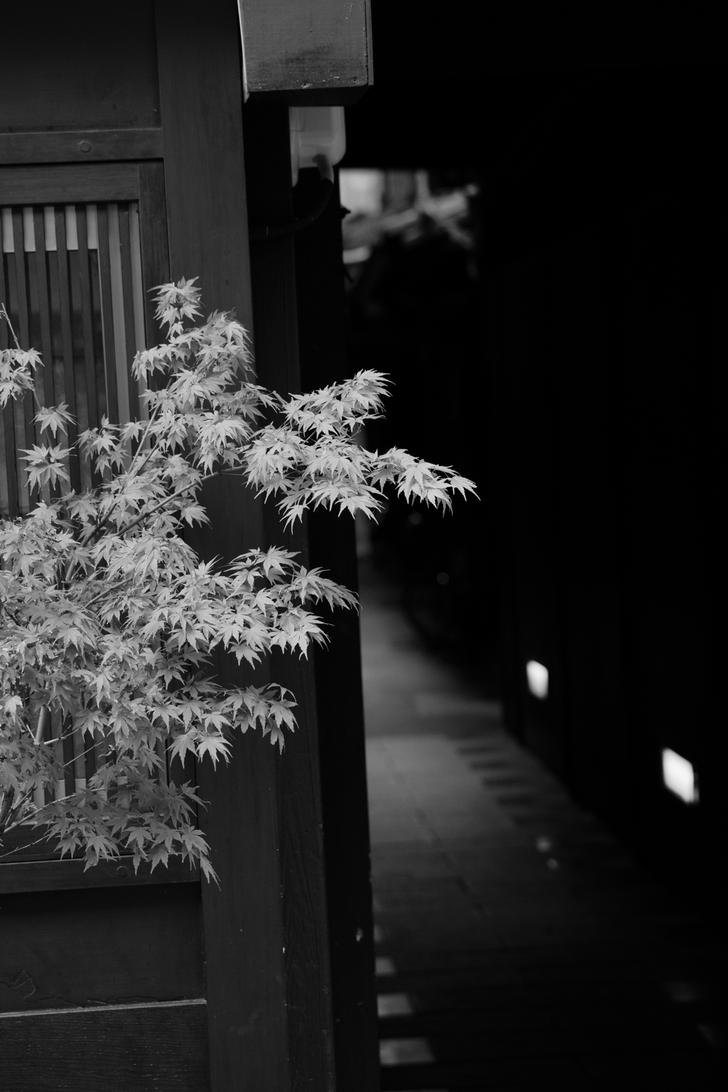 祇園_細路地もみじ