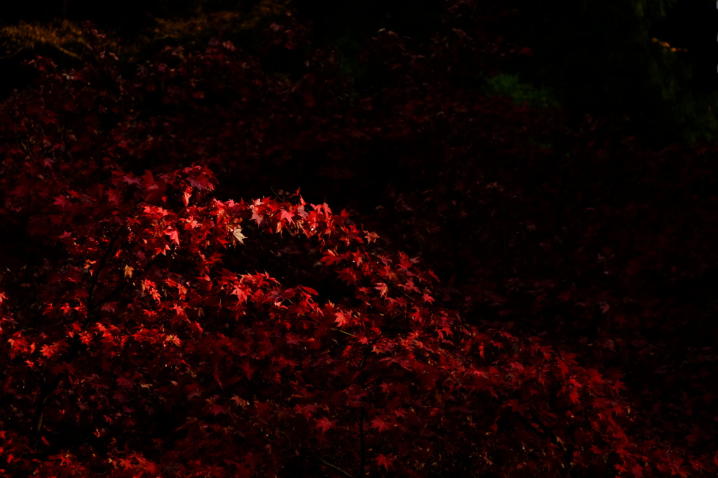 紅葉