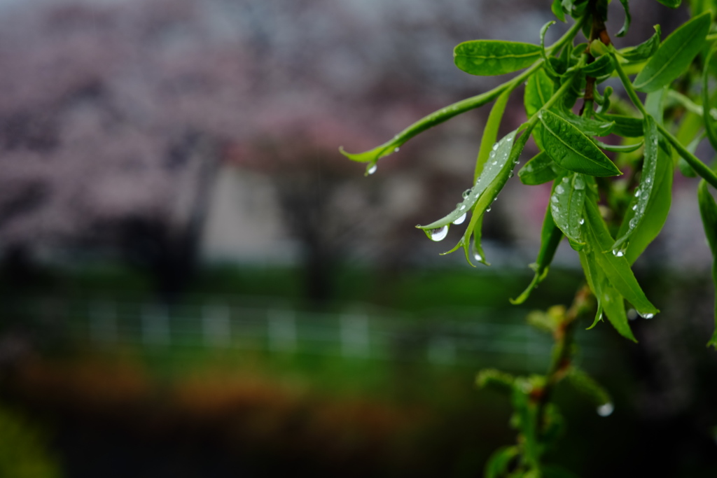 雨