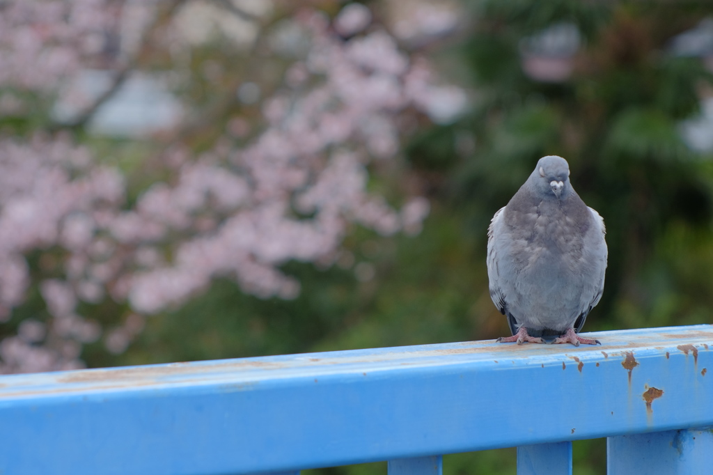 桜を見ない