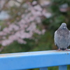 桜を見ない