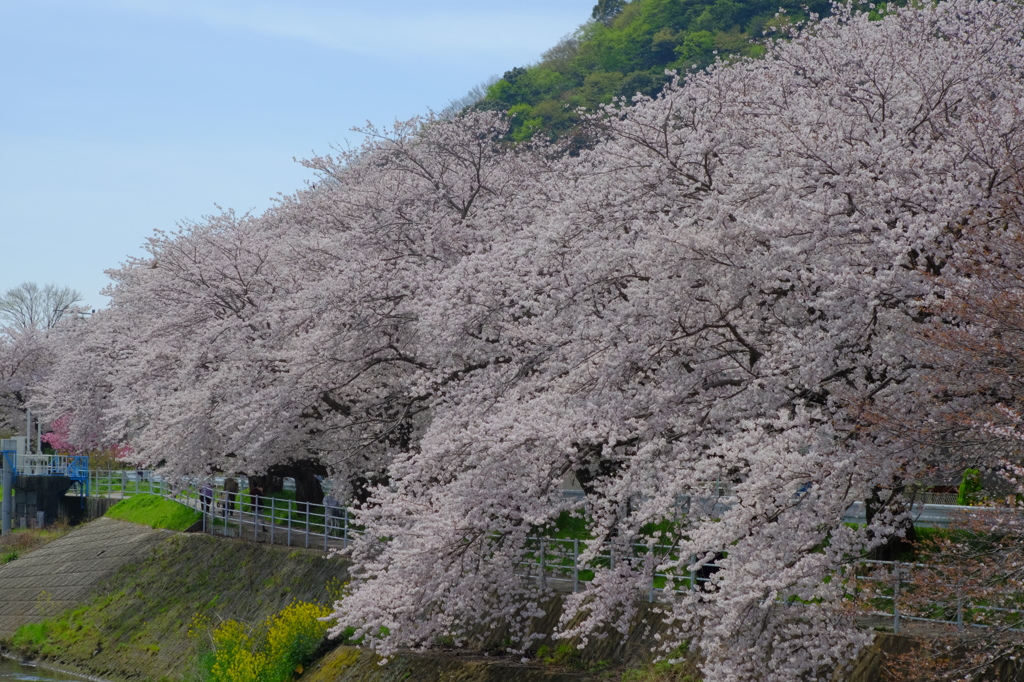 桜