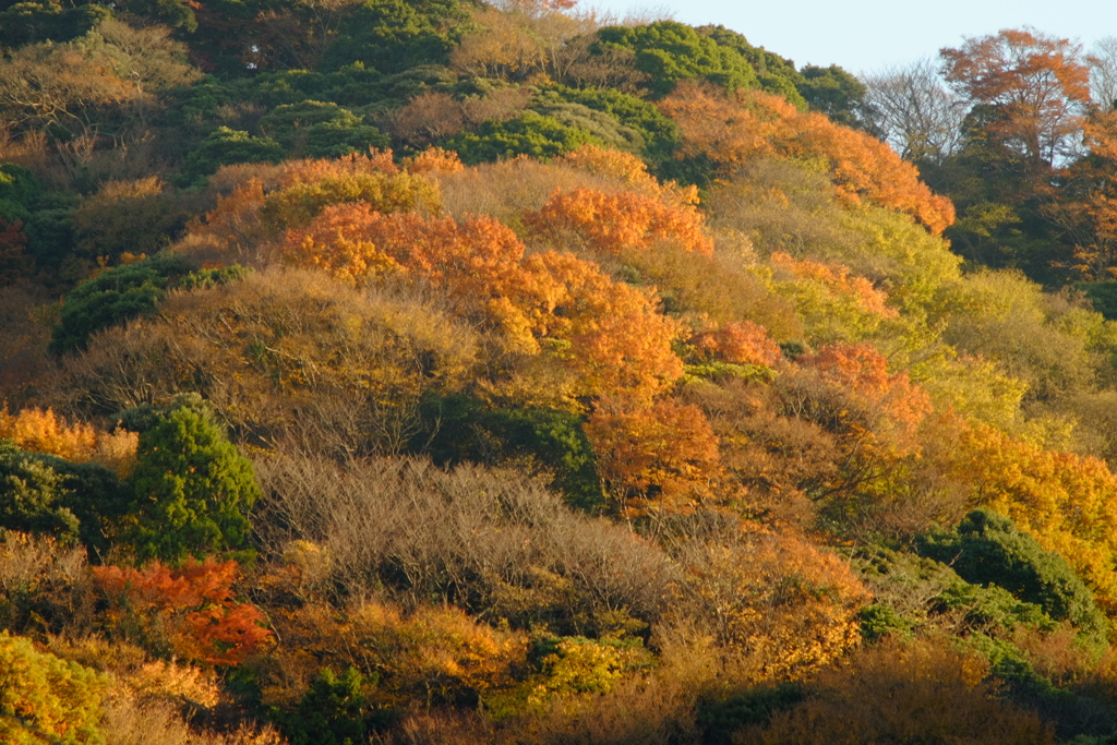 近所の山