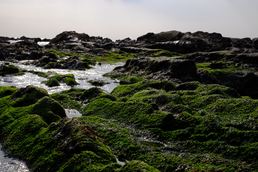 海草岩場