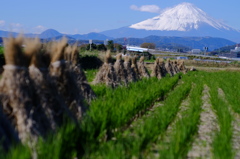 富士山