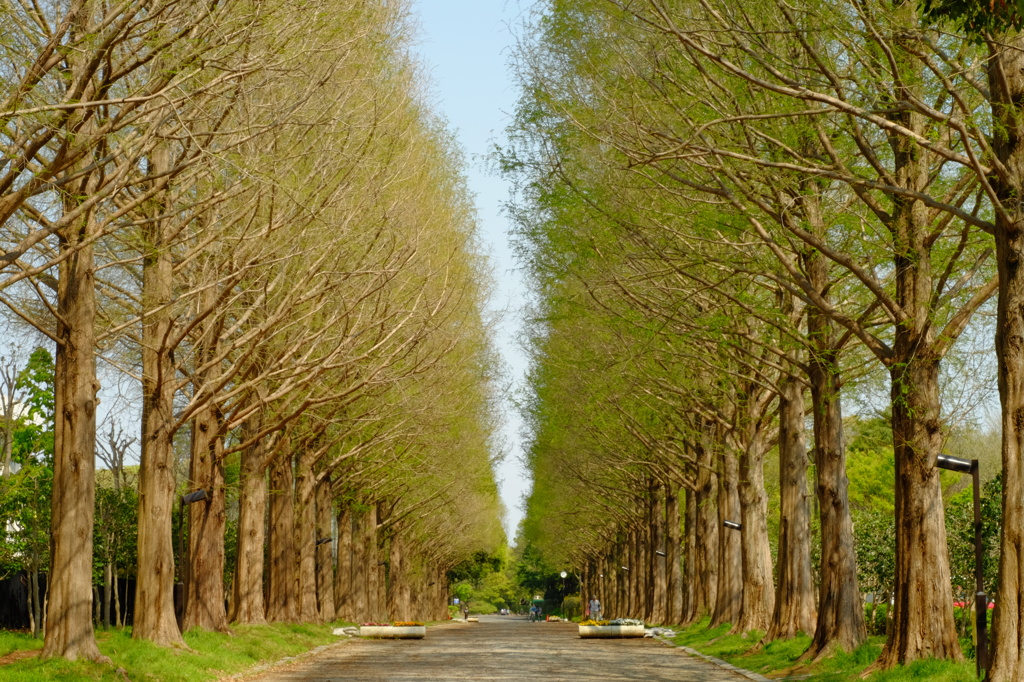 通り道