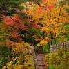 わび・さび・紅葉２