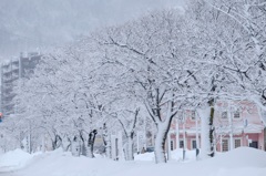 白雪花。。。満開その１