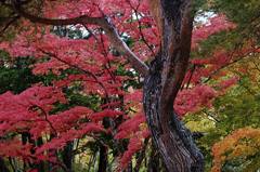 雨上がりの紅葉（湯上りの女性）その1