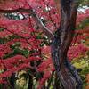 雨上がりの紅葉（湯上りの女性）その1