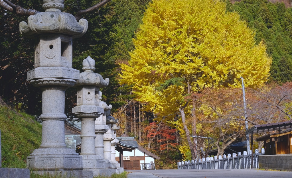 神様と銀杏その１