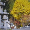 神様と銀杏その１