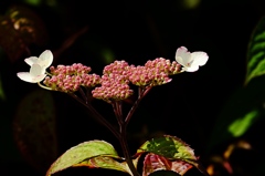 ワンダフル紫陽花