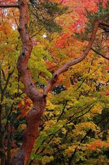 雨上がりの紅葉（湯上りの女性）その2