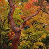 雨上がりの紅葉（湯上りの女性）その2