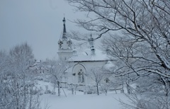 白雪花。。。。満開その３