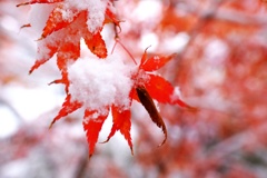 「残り紅葉に新雪」